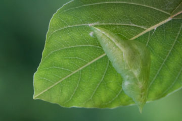 Puppe eines Zitronenfalters (Gonepteryx rhamni)