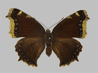 Nymphalis antiopa f. daubii