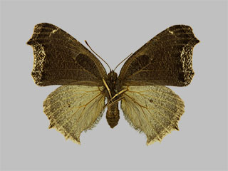 Nymphalis antiopa f. daubii (ex larva)