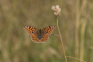 Kleiner Perlmuttfalter (Issoria lathonia) auf dem Siegdamm bei Geislar