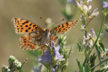 Kleiner Perlmuttfalter (Issoria lathonia) auf dem Siegdamm bei Geislar