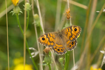 Mauerfuchs (Lasiommata megera) in Oberkassel