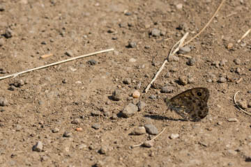 Mauerfuchs (Lasiommata megera) auf dem Rodderberg