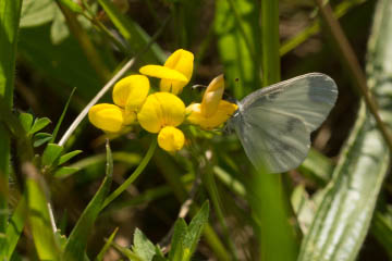 Tintenfleckweißling (Leptidea sinapis) in Pützchen