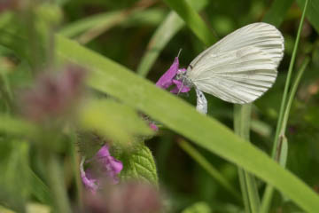 Tintenfleckweißling (Leptidea sinapis) auf dem Rodderberg