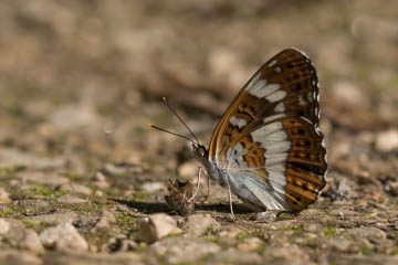 Kleiner Eisvogel (Limenitis camilla) im Kottenforst