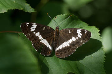 Kleiner Eisvogel (Limenitis camilla) im Kottenforst