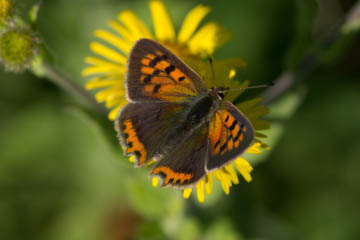 Kleiner Feuerfalter (Lycaena phlaeas) in Pützchen