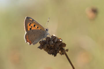 Kleiner Feuerfalter (Lycaena phlaeas) auf dem Siegdamm bei Geislar