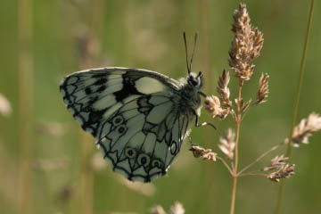 Schachbrett (Melanargia galathea) auf dem Rodderberg