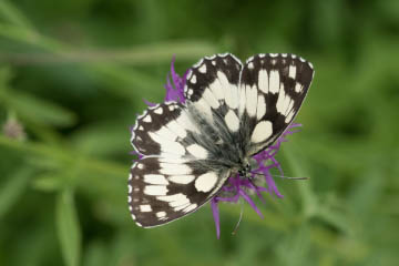 Schachbrett (Melanargia galathea) auf dem Rodderberg