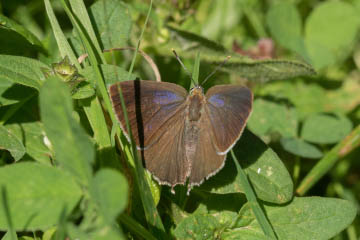 Blauer Eichen-Zipfelfalter (Favonius quercus) im Kottenforst