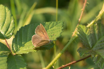 Blauer Eichen-Zipfelfalter (Favonius quercus) im Kottenforst