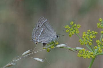 Blauer Eichen-Zipfelfalter (Favonius quercus) im Kottenforst