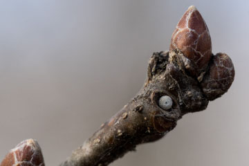 Ei eines Blauen Eichen-Zipfelfalters (Favonius quercus) an einer Eiche (Quercus) im Kottenforst