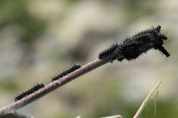 Raupen des Trauermantels (Nymphalis antiopa)