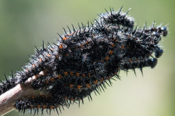 Raupengesellschaft des Trauermantels (Nymphalis antiopa)
