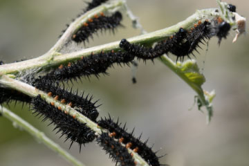 Raupen des Trauermantels (Nymphalis antiopa)
