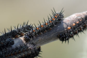 Raupen des Trauermantels (Nymphalis antiopa)