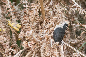 Ein Trauermantel (Nymphalis antiopa) sitzt auf vertrocknetem Farn