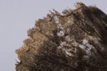 Detail eines toten Trauermantels (Nymphalis antiopa)