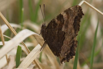 Großer Fuchs (Nymphalis polychloros) im Kottenforst