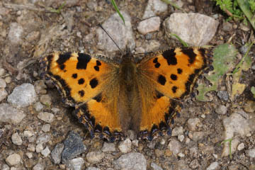 Großer Fuchs (Nymphalis polychloros) im Kottenforst