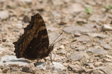 Großer Fuchs (Nymphalis polychloros) im Kottenforst