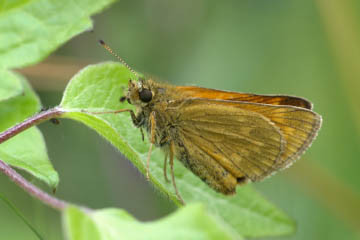 Rostfarbiger Dickkopffalter (Ochlodes sylvanus) in Oberkassel