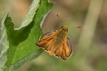 Rostfarbiger Dickkopffalter (Ochlodes sylvanus) im Kottenforst