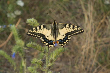 Schwalbenschwanz (Papilio machaon) auf dem Rodderberg