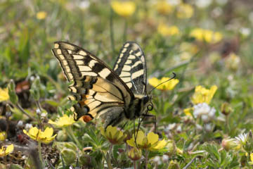 Schwalbenschwanz (Papilio machaon) auf dem Rodderberg