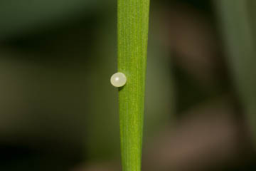 Ei des Waldbrettspiels (Pararge aegeria) auf dem Finkenberg