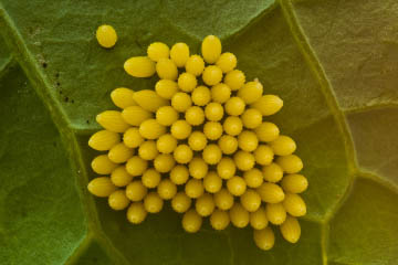 Eigelege des Großen Kohlweislings (Pieris brassicae) in Kessenich