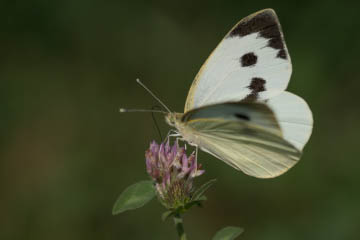 Großer Kohlweißling (Pieris brassicae) im Marienforster Tal