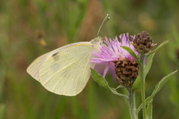 Großer Kohlweißling (Pieris brassicae) in Röttgen