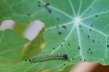 Raupe des Großen Kohlweislings (Pieris brassicae) auf Kapuzinerkresse (Tropaeolum majus) in Kessenich