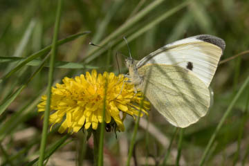 Männlicher Großer Kohlweißling (Pieris brassicae) in Oberkassel