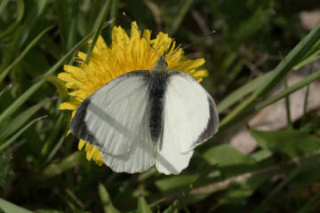 Männlicher Großer Kohlweißling (Pieris brassicae) in Oberkassel