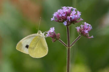 Karstweißling (Pieris mannii) auf Echtem Eisenkraut (Verbena officinalis) in Kessenich