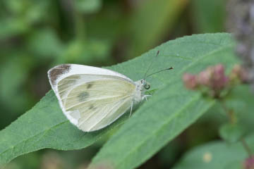 Karstweißling (Pieris mannii) auf Schmetterlingsflieder (Buddleja davidii) in Kessenich
