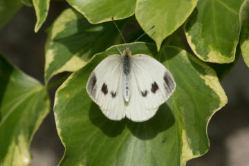 Karstweißling (Pieris mannii) in Kessenich