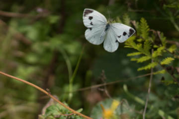 Karstweißling (Pieris mannii) in Oberkassel (Flugaufnahme)