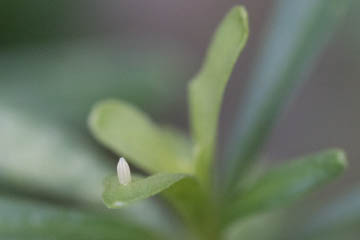 Frisch abgelegtes Ei eines Karstweißlings (Pieris mannii) auf Immergrüner Schleifenblume (Iberis sempervirens) in Kessenich