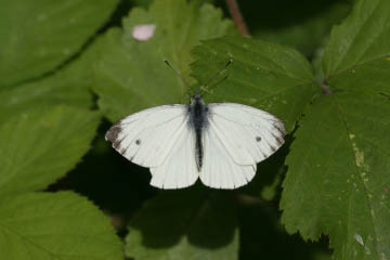 Grünaderweißling (Pieris napi) im Kottenforst