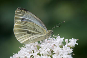 Grünaderweißling (Pieris napi) auf dem Ennert