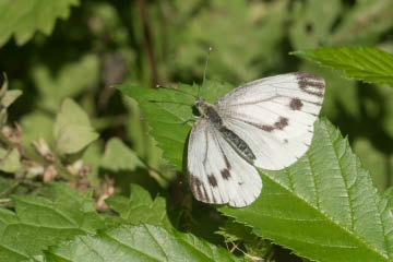 Grünaderweißling (Pieris napi) im Kottenforst