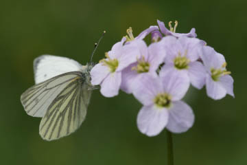 Grünaderweißling (Pieris napi) im Kottenforst