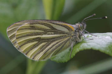 Grünaderweißling (Pieris napi) im Kottenforst