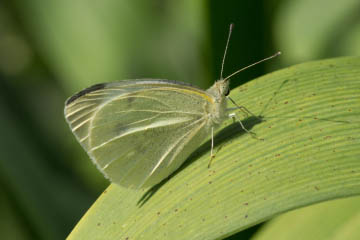 Kleiner Kohlweißling (Pieris rapae) im Botanischen Garten